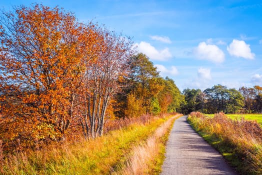 Trail going through a autumn scenery in sunshine