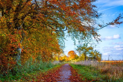Nature path in the fall with colorful trees