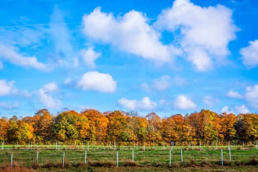 Fence in al andscape with trees in the autumn