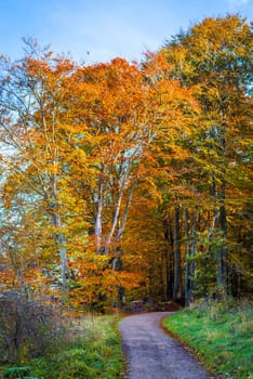 Nature trail going into a forest in the autumn