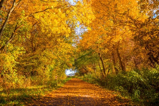 Autumn tree by a path on a sunny day