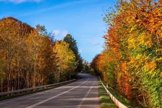 Colorful trees by a road in the autumn
