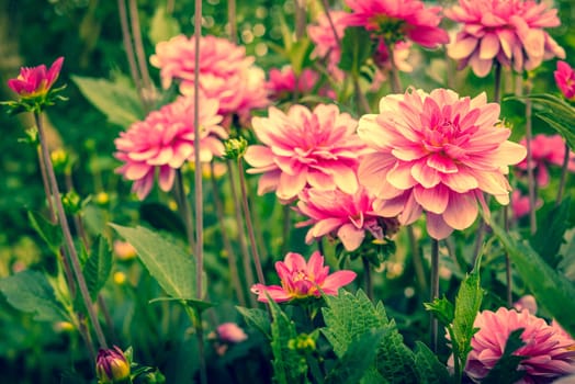 Violet Dahlia flowers in a garden at summertime