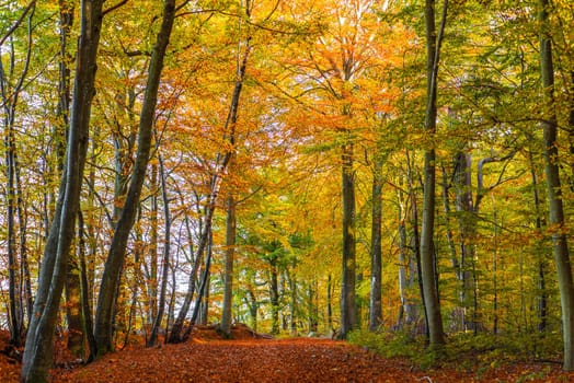 Forest with tall colorful trees in the autumn season