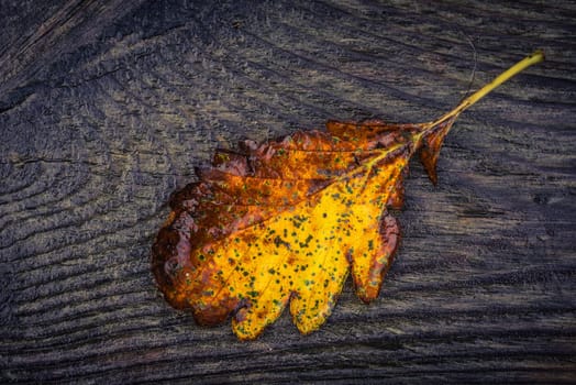 Autumn leaf in yellow and brown color on wooden plank