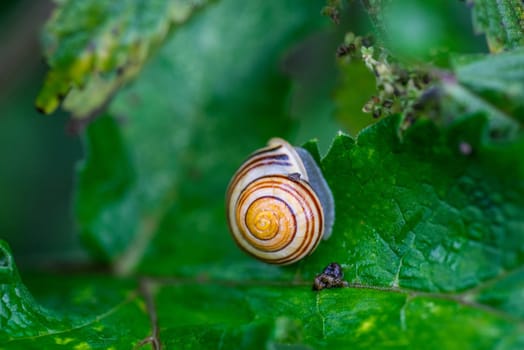 Common snail hiding on a green leaf