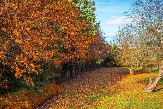 Colorful red trees in a garden in the late autumn