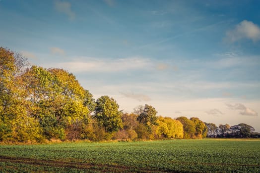 Colorful tree by a field in the fall