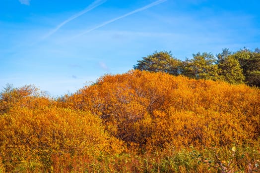 Colorful yellow trees in sunshine  in the fall