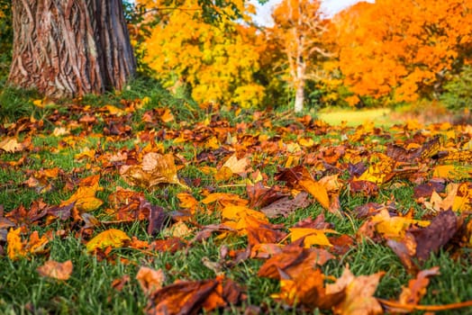 Colorful autumn leaves in the grass in a park
