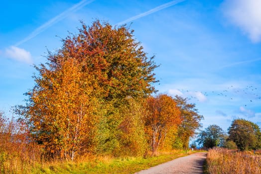 Path going through a autumn landscape with colorful trees