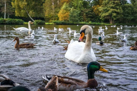 Lake with swans and ducks in the water