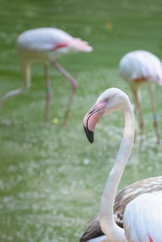 wonderful Flamingos in a little lake walking