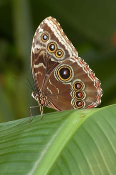 Butterfly with eyes on the wings