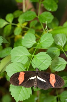 brown butterfly with orange wings