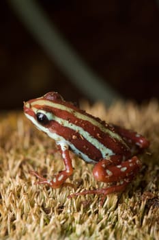 Brown frog with white stripes sits on moss