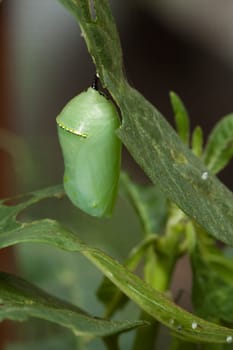 Green doll of a butterfly