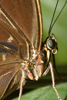 Macro image of a brown butterfly