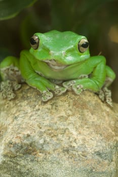 green frog with big eyes sitting on a stone