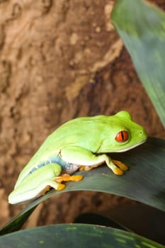 Large green frog with red eyes sits on a leaf