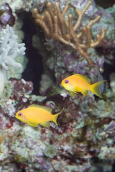 Two yellow fish in the aquarium in front of rocks and corals