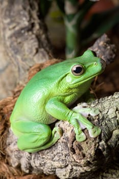 Greenish yellow frog sits on a tree trunk