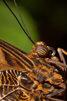 Macro image of a brown butterfly