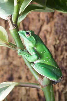 Green frog with white spots sits on a branch