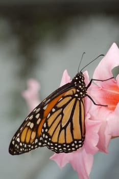 Orange spotted butterfly on pink flower