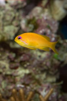 Yellow fish in front of a rock in the water