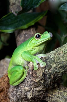 Big green frog looks attentively into the camera
