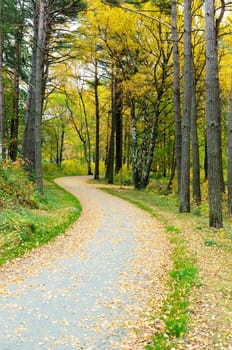 one little road to the water with a lot of three and buitiful leaf in the autumn