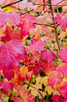 Autumn leaf with red berry and many color