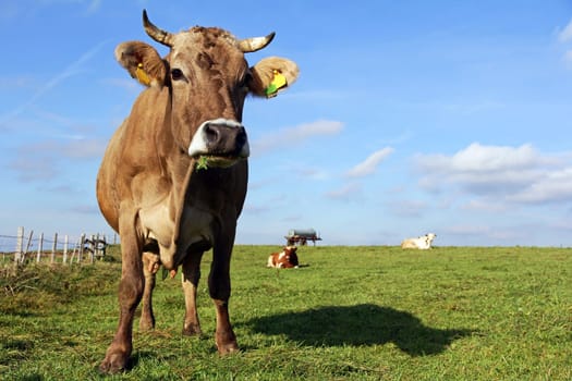 Brown cattle and Simmental cattle in the pasture