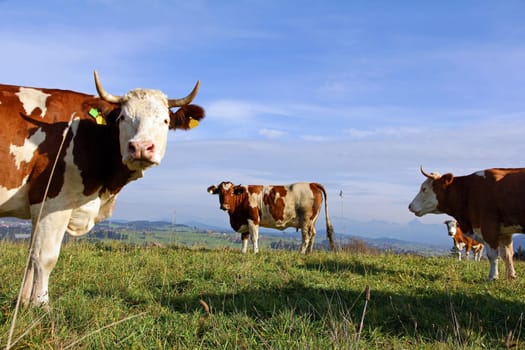 Simmental cattle with horns in the pasture