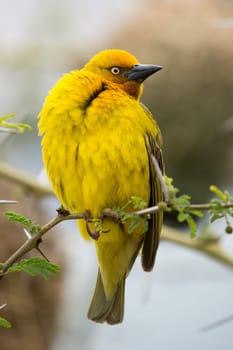 Proud male Cape Weaver bird sitting in a thorn tree