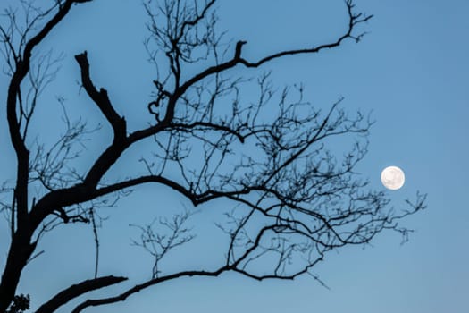 Full moon blue sky early morning tree branches background landscapes