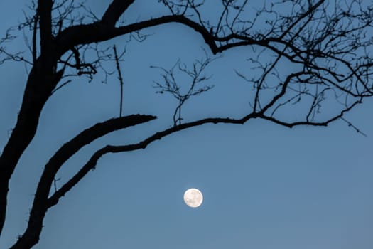 Full moon blue sky early morning tree branches background landscapes
