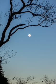 Full moon blue sky early morning tree branches background landscapes