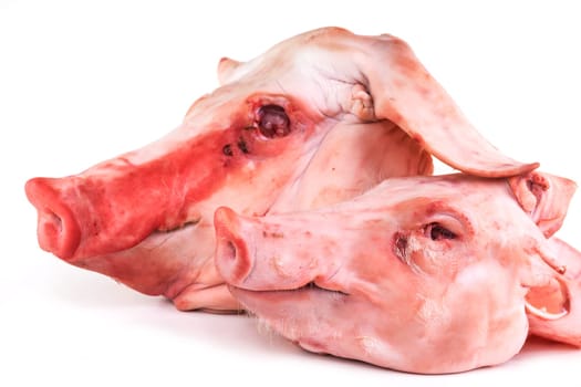 Pig's head,skull of the pig on a white background