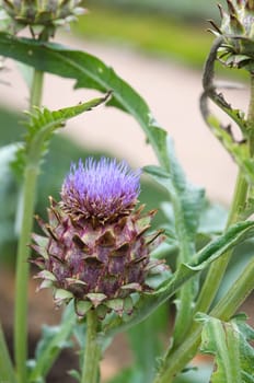 one artichoke flower in the kitchen garden beutiful