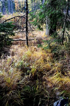 Forest in Slovakian Mountains