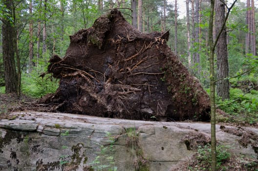 one fallen and uprooted tree in the forrest with the other tree
