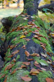 Age overturned tree trunk covered with moss and autumnfoliage