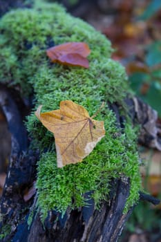 Single leaf lies on a moss poslter on an old tree