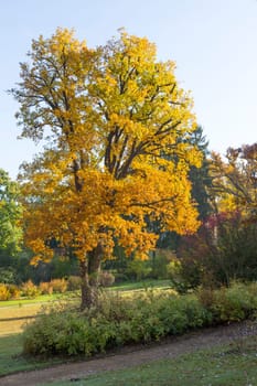Oak with autumnally coloured leaves on the branches