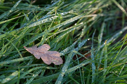 Single brown oak leaf with morning dew in green grass