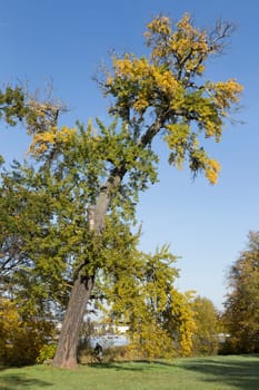 Slender,partially dead tree with autumn colour in the park