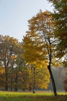 Old trees with autumnal colouring in a park
