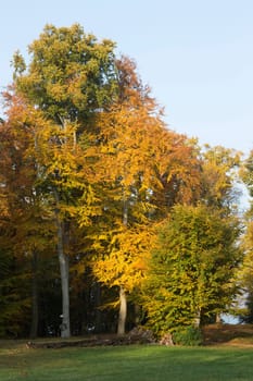 Various trees with autumnal colouring in a park